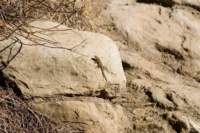 _desertlizard_small.jpg