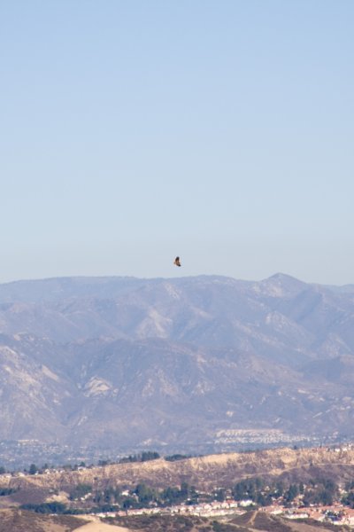 _hawkoverthevalley.jpg