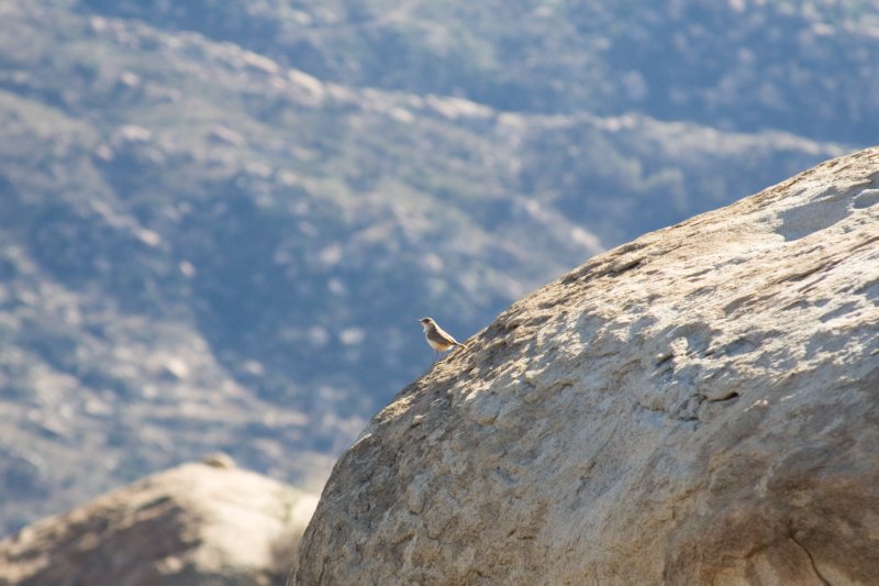 _littlebirdieontherock.jpg