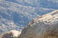 _littlebirdieontherock_small.jpg
