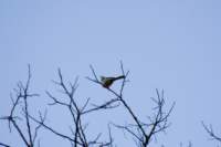 _littleenglishwren2_small.jpg