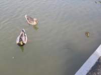 photo53_small.jpg